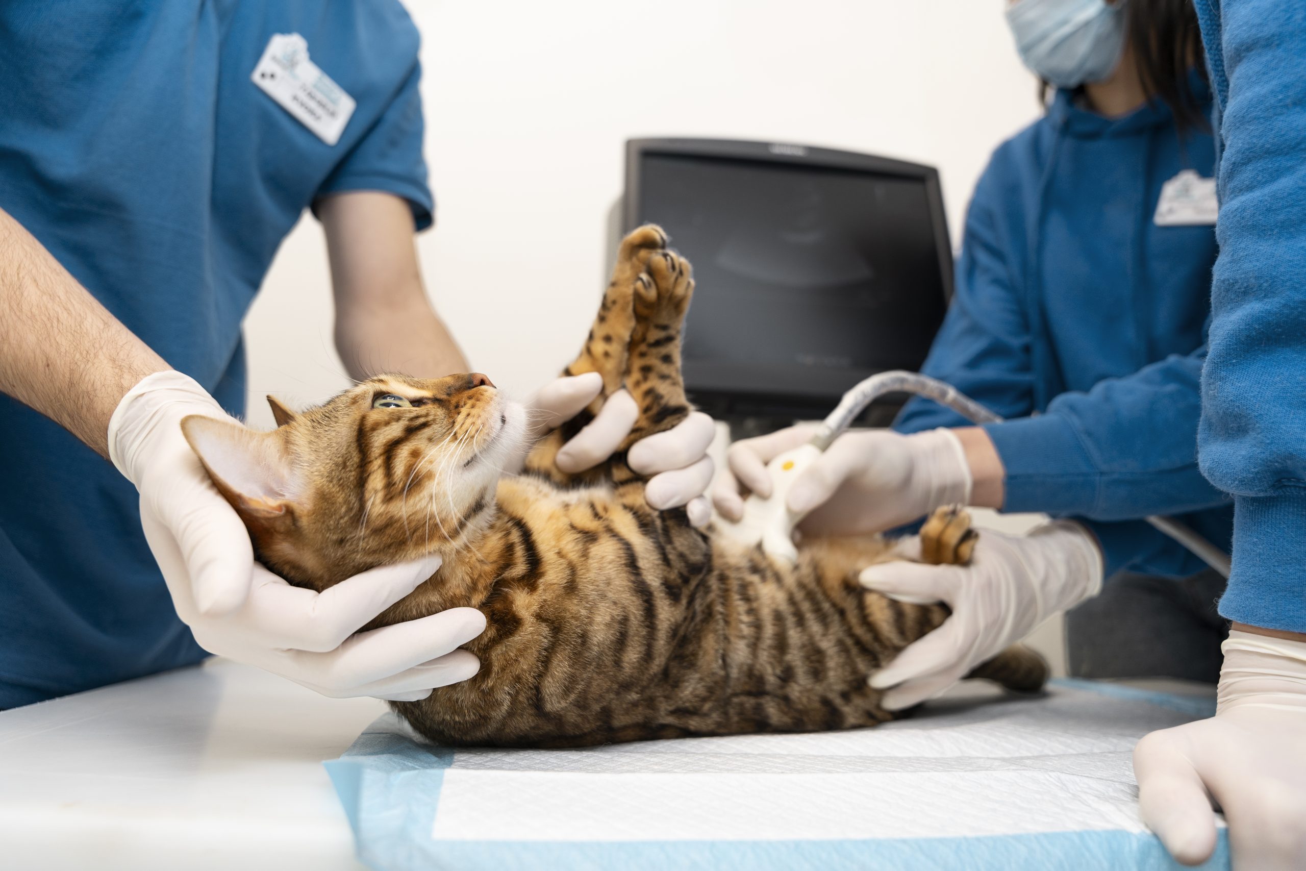 ecografia-abdominal-toracica-clinica-veterinaria-parque-san-benito