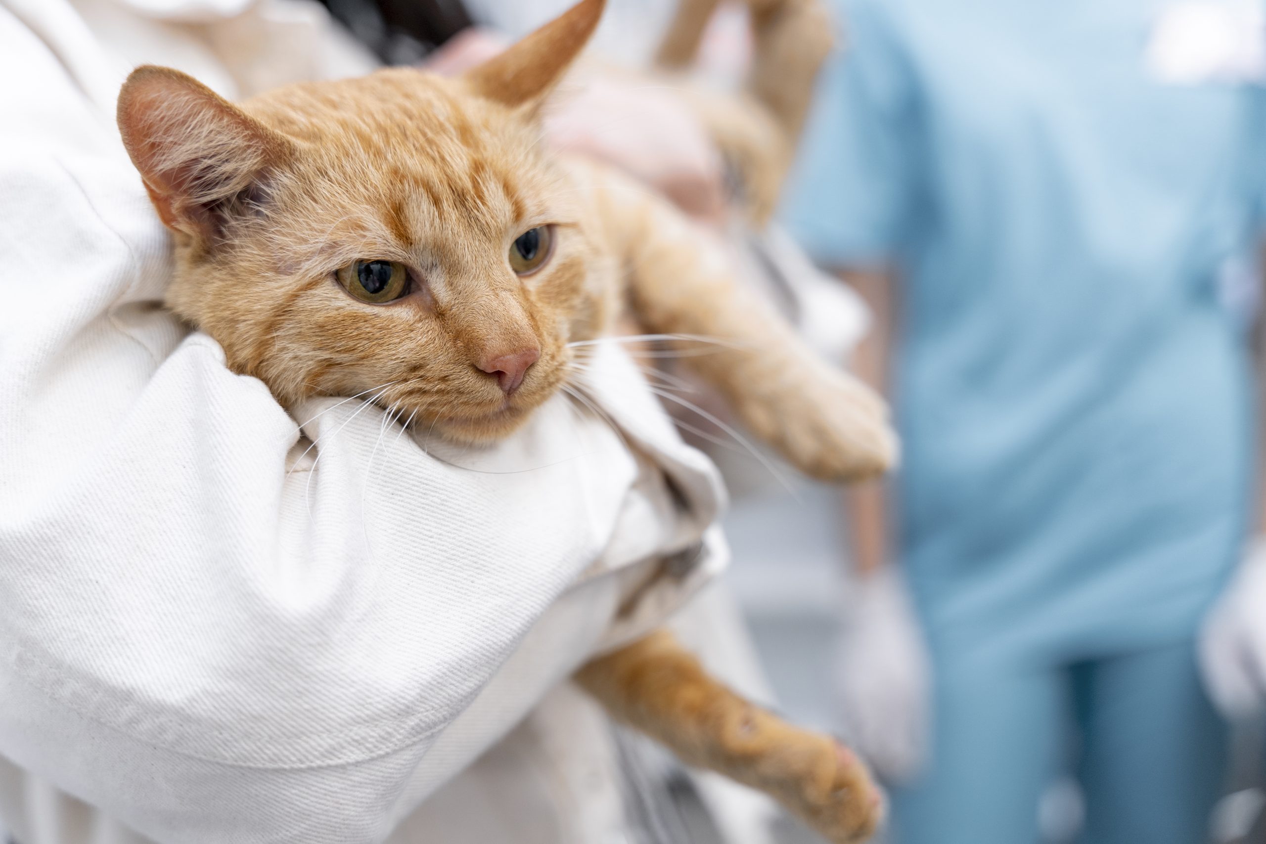 medicina-felina-clinica-veterinaria-parque-san-benito